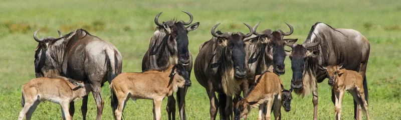 6- Day Wonderfull Calving Season in Ndutu Area (February to March) & Maasai Village