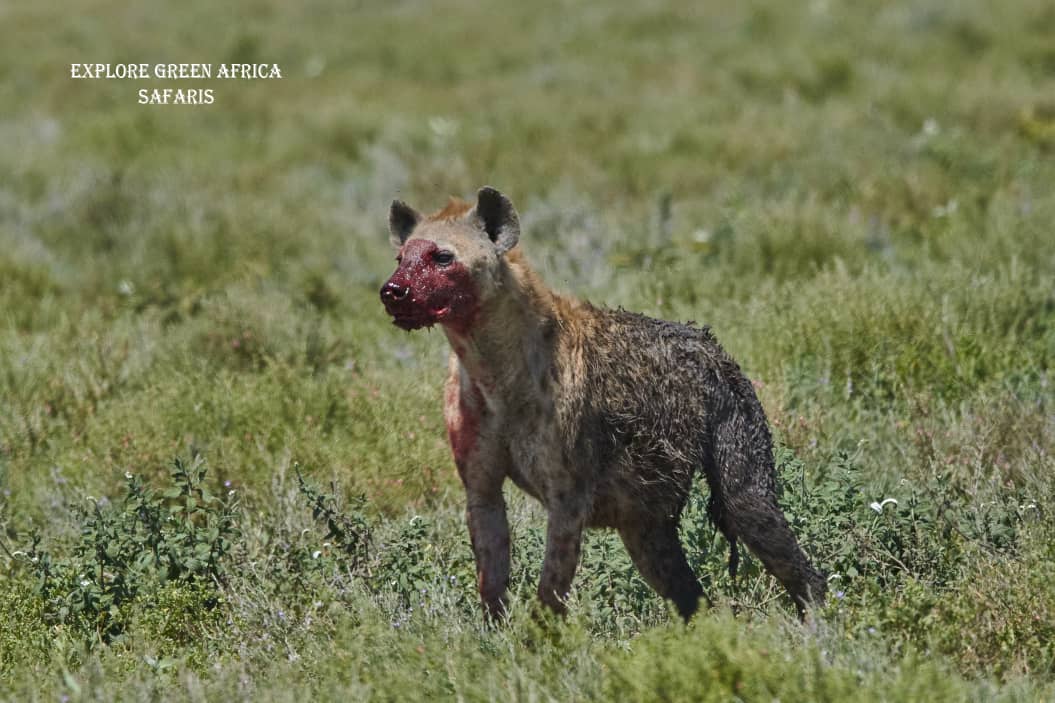 3-Days Tarangire, Manyara & Ngorongoro Crater