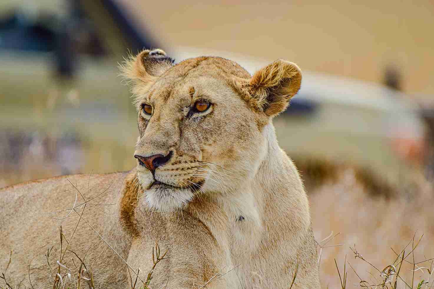 4-Day L. Nakuru and Masai Mara National Reserve Safari