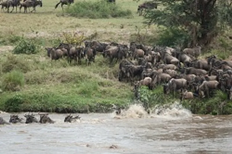 7 Days – Tanzania Safari