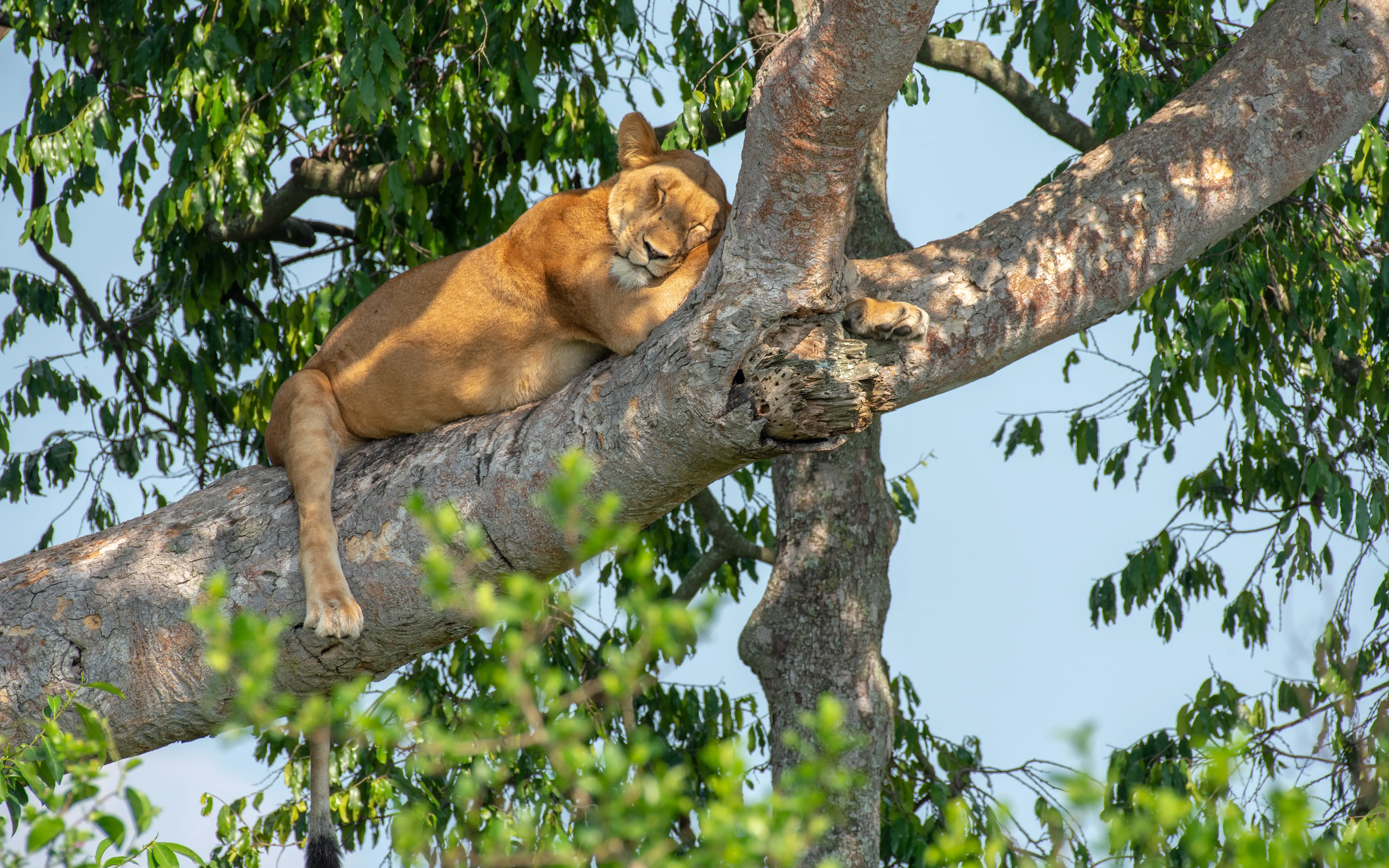 13-DAY UGANDA GRAND DISCOVERY SAFARI