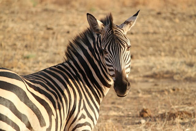 3-Day Magical Tanzania Expedition Safari