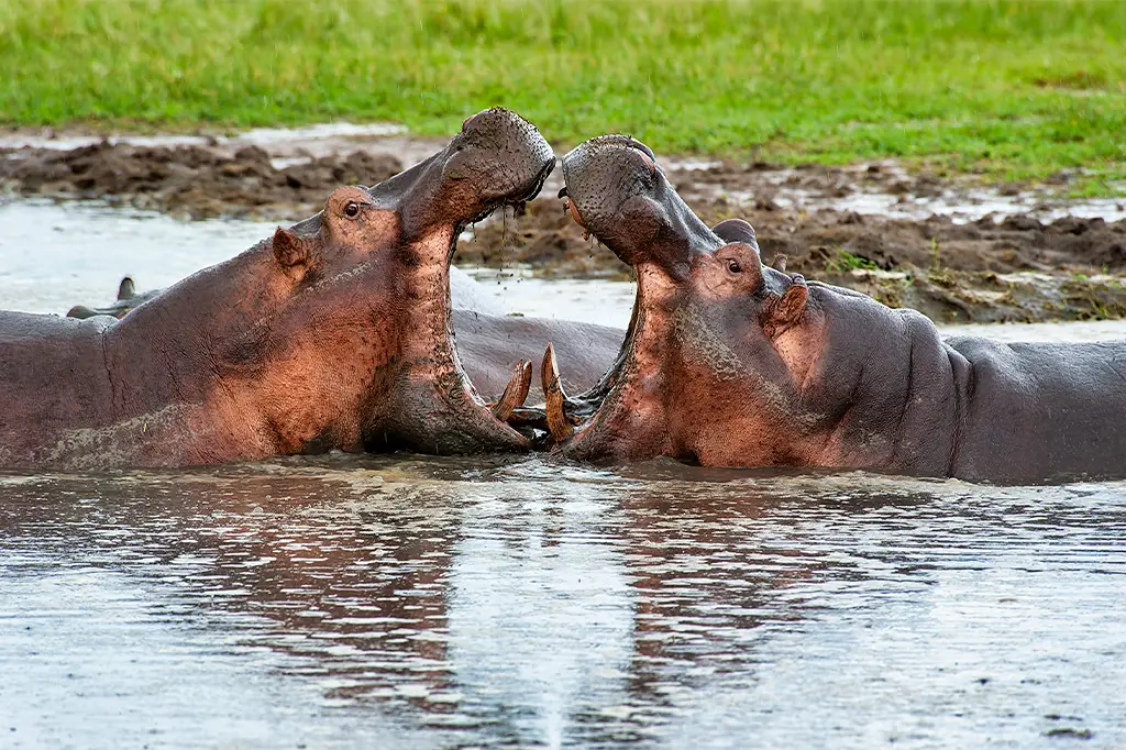 7 Days Wild At Heart In Southern Tanzania