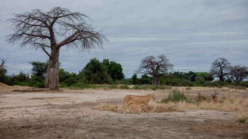6- Day Budget Northern circuit Safari.