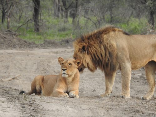 4 Days -Tanzania mid-range Lodge Safaris Trip
