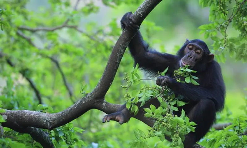 6 Days Climax Murchison Falls, Chimp Trekking and Safari