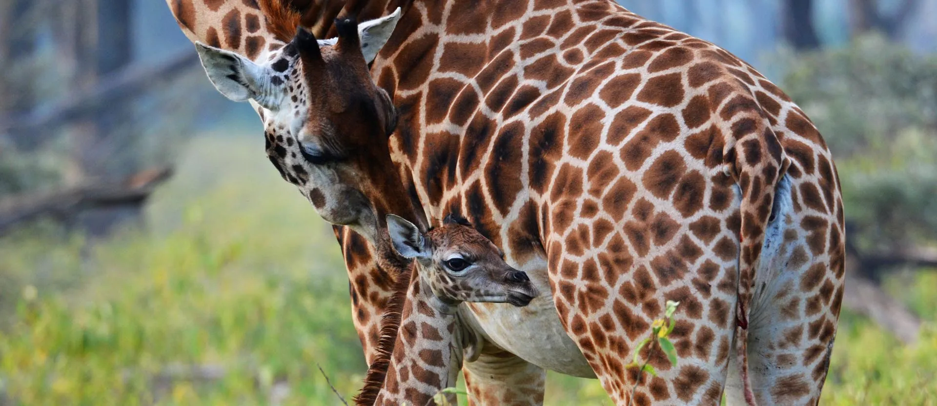 4 Day: Maasai Mara and Lake Nakuru | Budget Safari