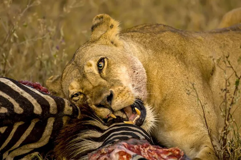 4-Day Tanzania Private Safari-Fly In