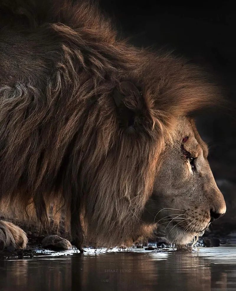 5-Day Lake Manyara, Serengeti, Ngorongoro Crater - High-End