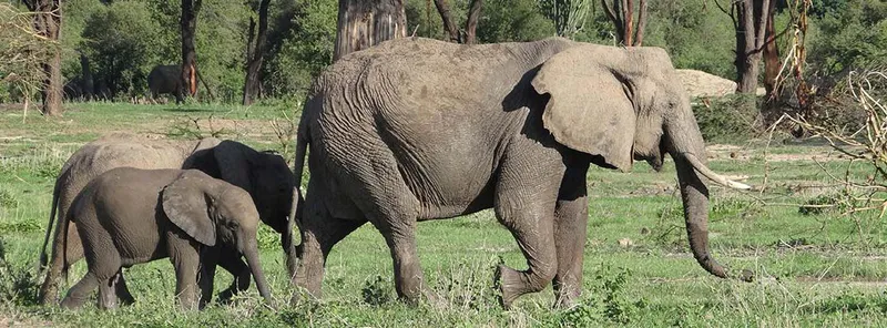 6-Day Big Five Safari Tarangire Ngorongoro Serengeti NP