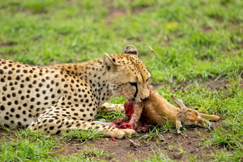 9-Days comfort safari wildlife Plus Zanzibar 5 days ( Arusha Park ,Tarangire, Serengeti national park Lake Eyasi & Ngorongoro crater)
