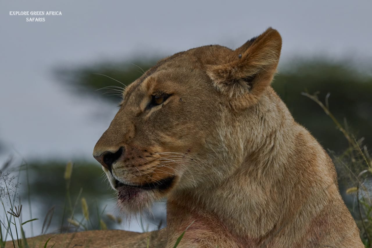 2-Days Lake Manyara & Ngorongoro Amazing Adventure