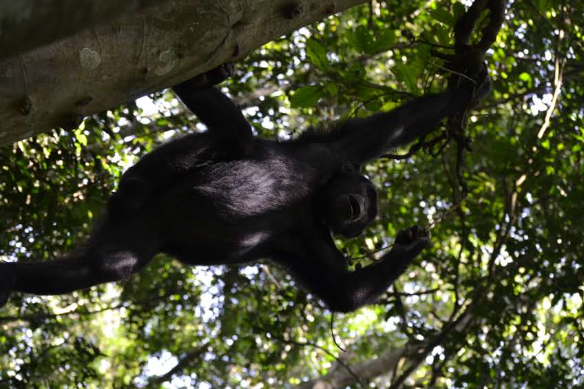 7-DAY PRIMATES AND SAFARI EXPEREINCE