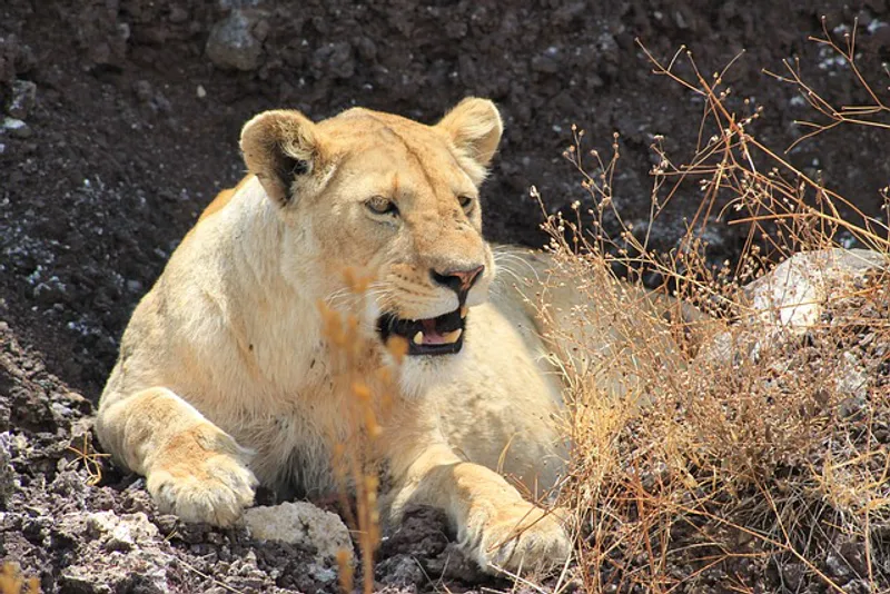 3-Day Manyara, Ngorongoro And Tarangire Tour