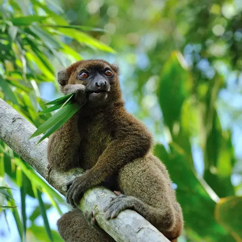 3-Day Tour to Andasibe Park safari