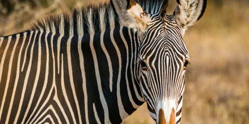 7-Day Samburu, Ol Pejeta, Lake Naivasha & Masai Mara - Beyond the plains Kenya Safaris  - Safarigo