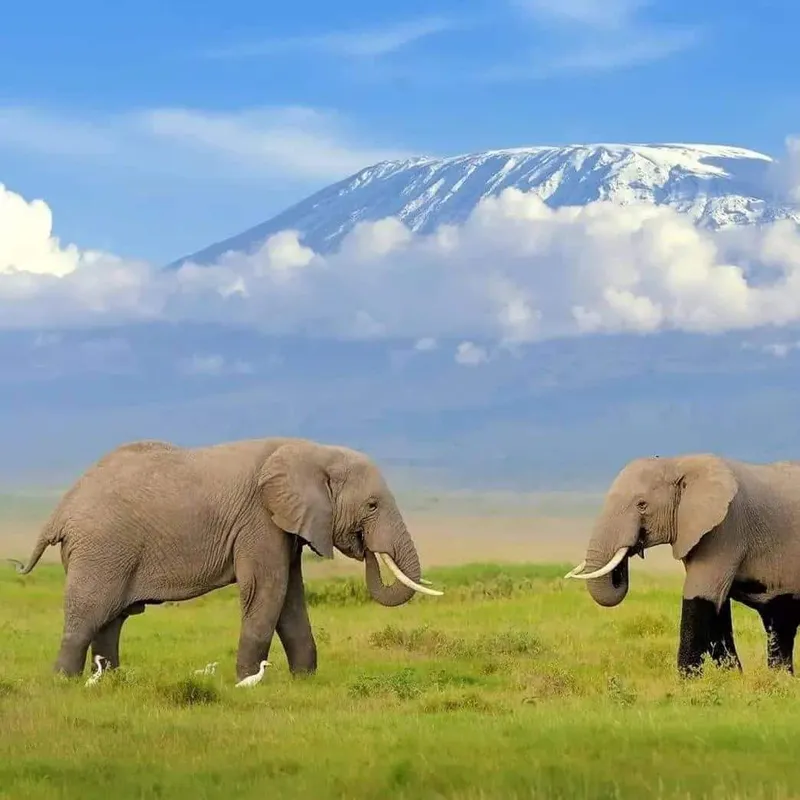 11-Day The best of East Africa Safari