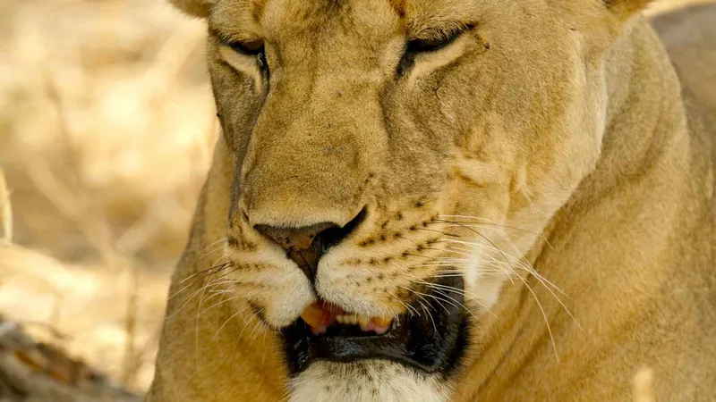 7-Day Unforgettable Tanzania Luxury Safari