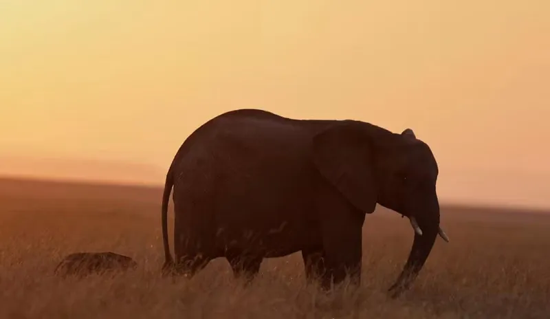 4 Day Masai Mara and Lake Nakuru