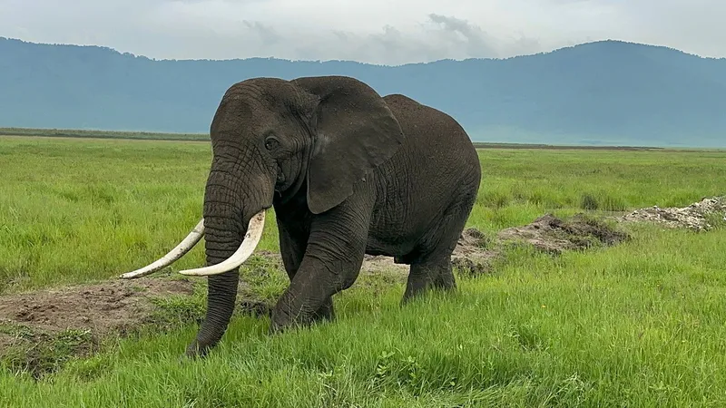 6-Day Mid-Range Safari in Tanzania