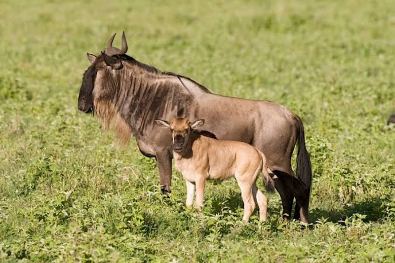 5 - Days Ndutu, Central Serengeti, Ngorongoro Crater & Tarangire Safari