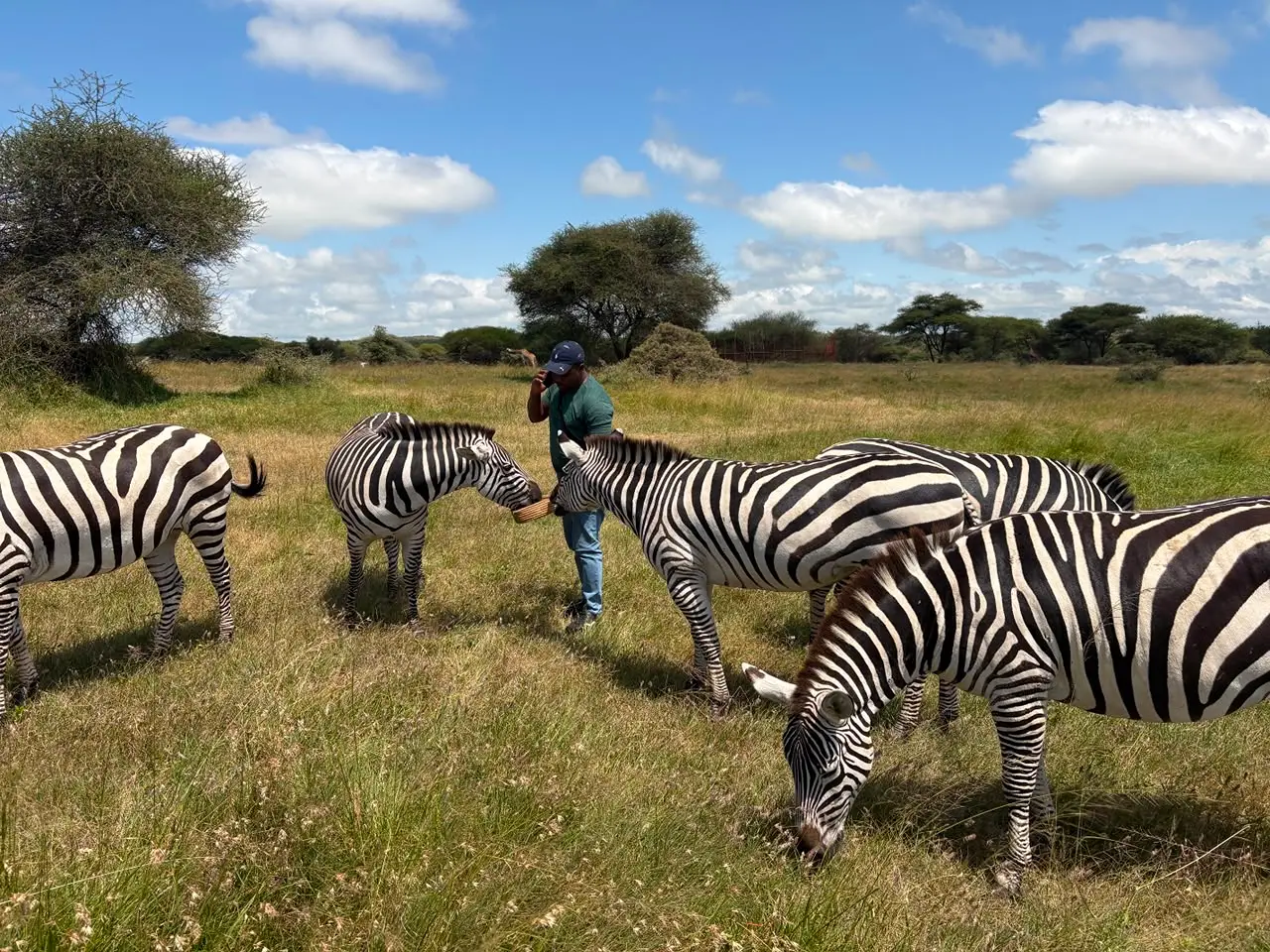 1day trip Serval and Chemka Wildlife trip flying from Zanzibar.