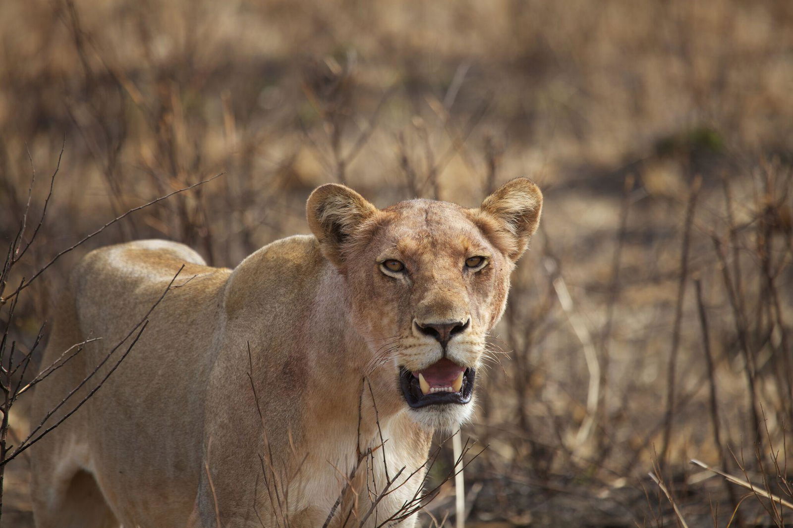 4-Day Udzungwa & Mikumi Safari Package