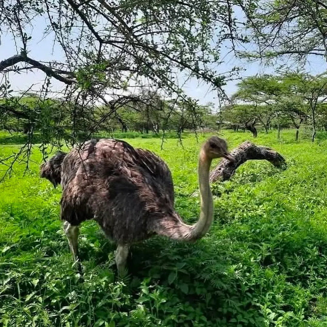 Ethiopia Rift Valley Lakes | 5 Day Wildlife Nature Escape