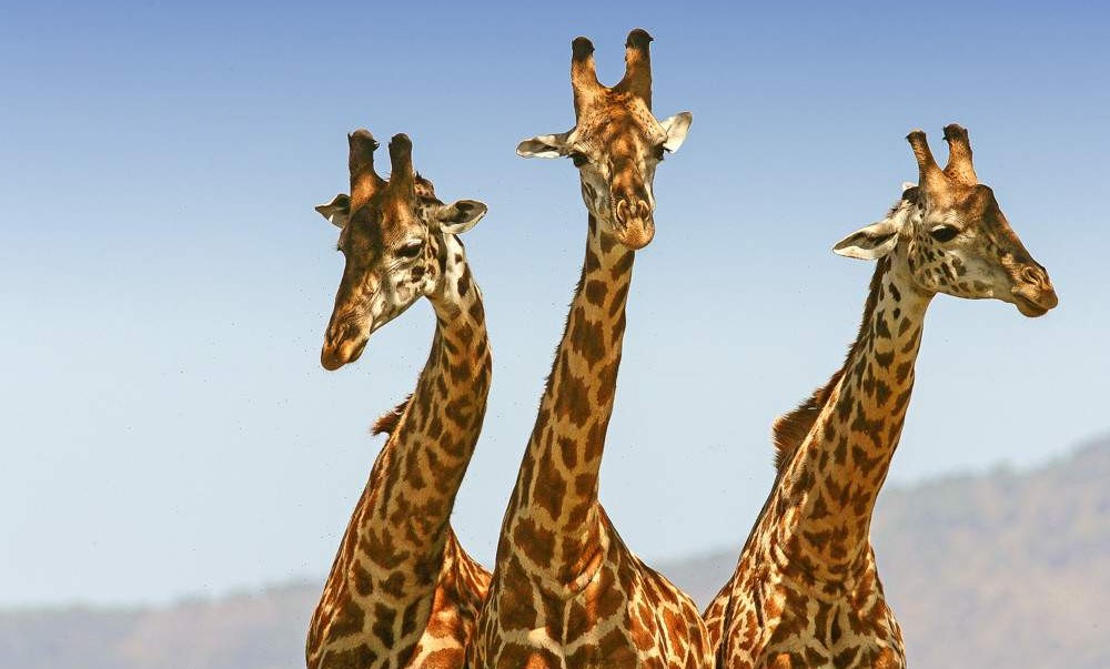 6-Day Queen Elizabeth & Bwindi National Park Safari
