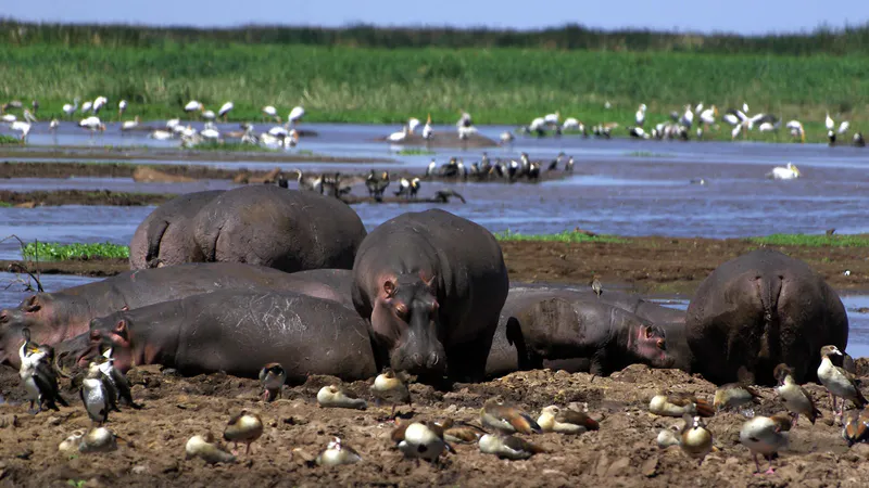 Lake Manyara National Park Day Trip
