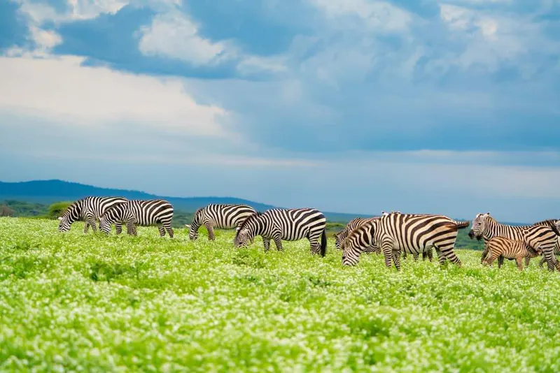 5-days safari, Arusha, Tarangire, Serengeti and Ngorongoro crater 