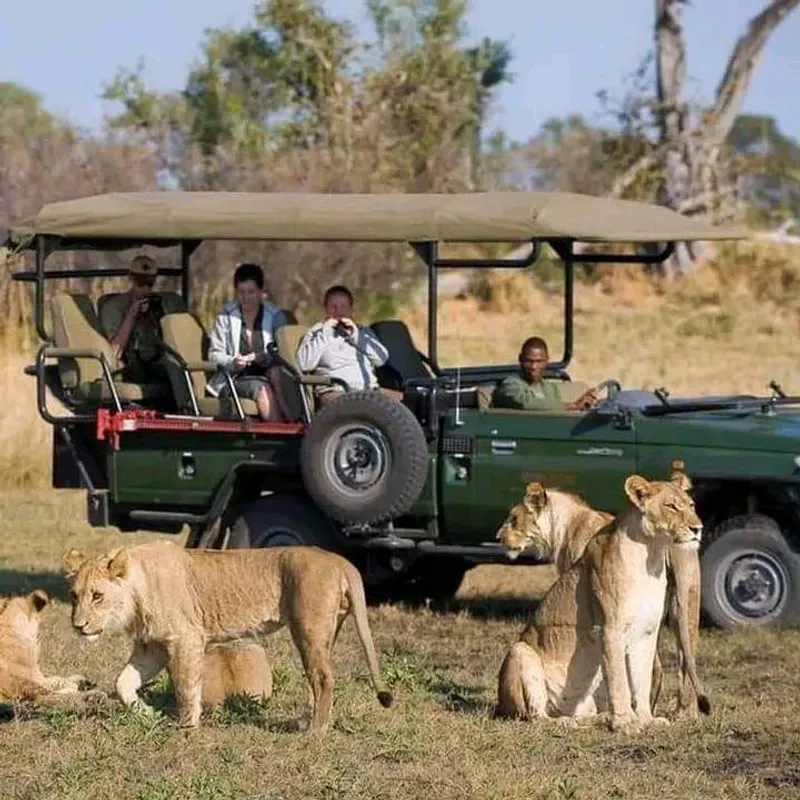 6 Days Masai Mara, Lake Nakuru & Amboseli Safari
