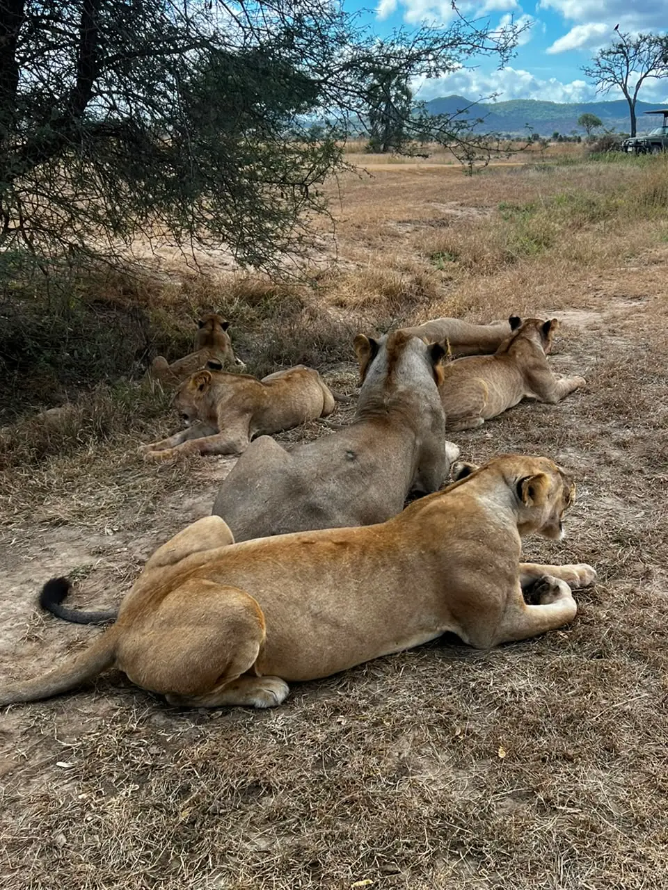 3 Day Serengeti explorer safari
