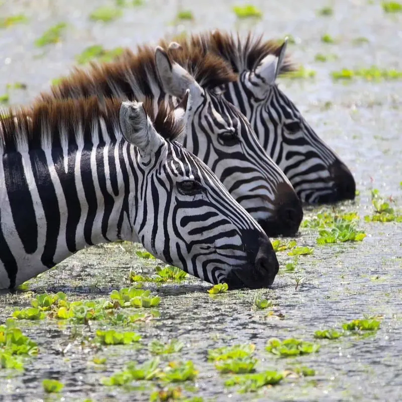 4 Day Mikumi & Udzungwa Wildlife & Mountain Adventure