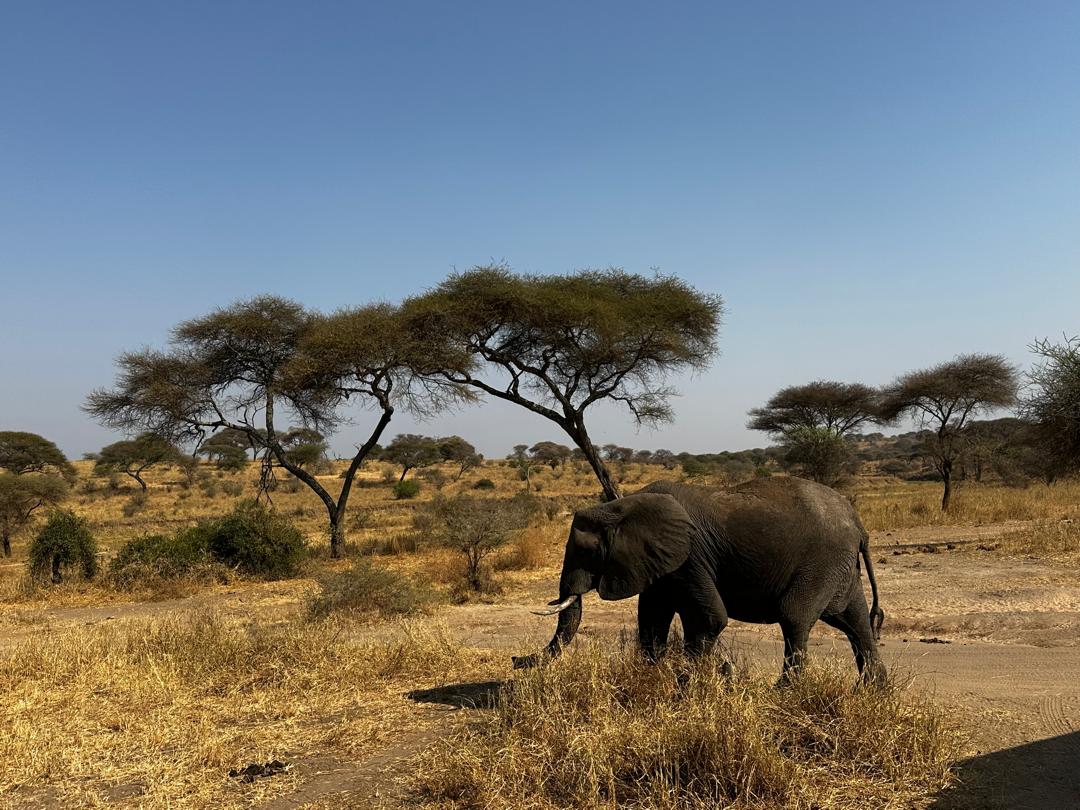 7Days unforgetable safari adventure