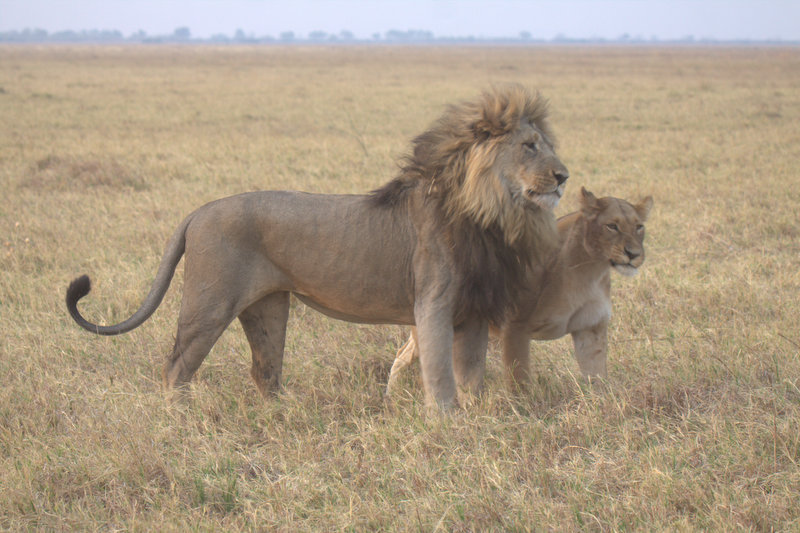 2 in 1 Moremi Game Reserve Day trip
