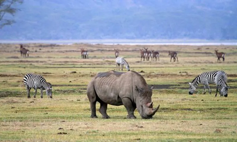 Ngorongoro Crater Day Trip