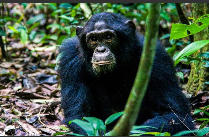 7-Day Memorable Gorilla Trekking in Uganda