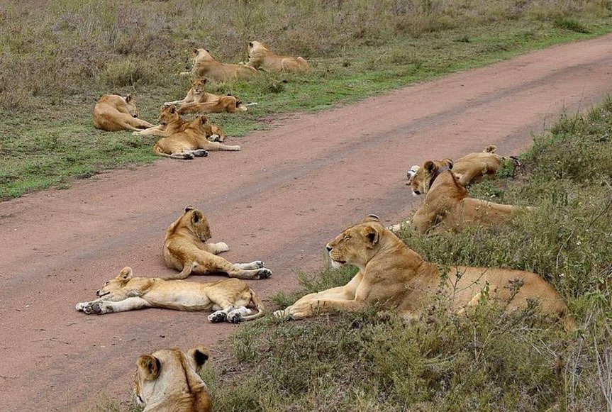 3- Day fly in Midrange Safari to Serengeti and Ngorongoro - Januz Safaris - Safarigo