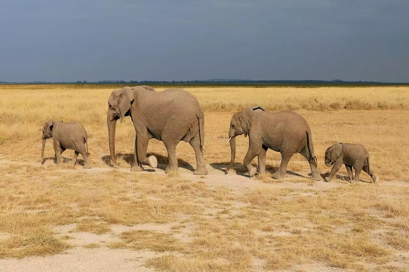 7-Day Kenya Sopa Lodges Mid-Range 4x4 Jeep Safari Adventure
