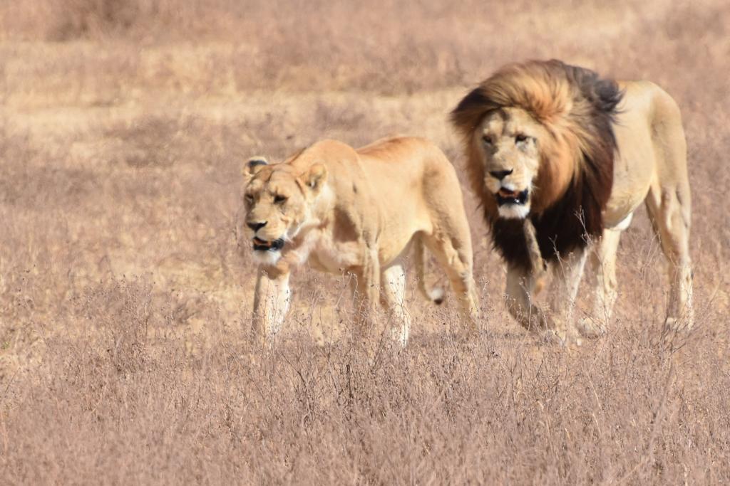 7Days unforgetable safari adventure