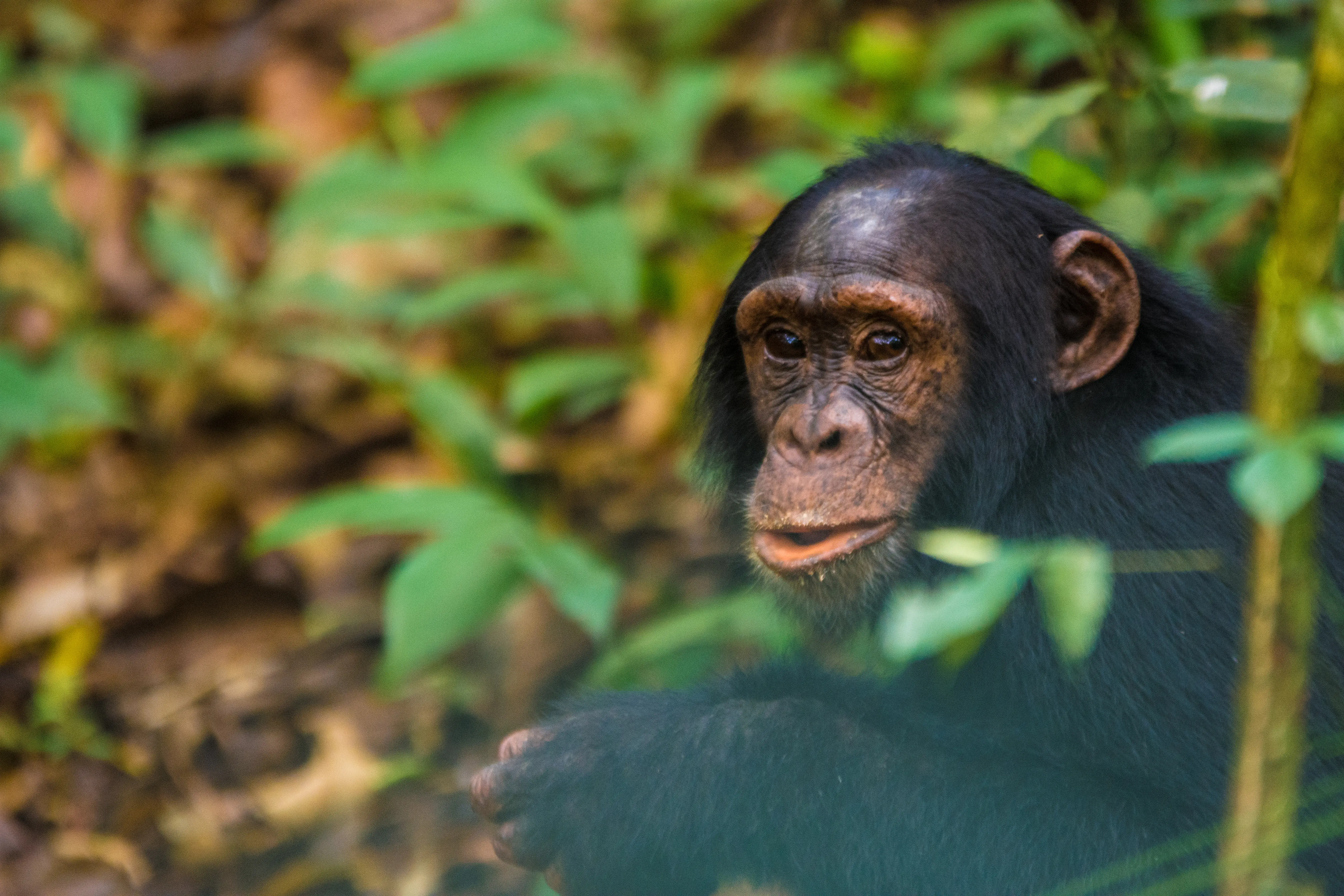3-Day Chimps Trekking -Kibale and Bigodi Nature Walk
