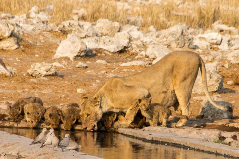 4-Day Etosha National Park and Swakopmund (Lodging)