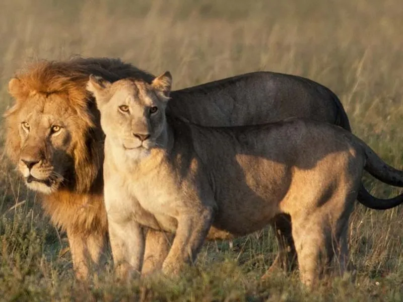 6-Day Big 5 safari in Tarangire, Serengeti and Ngorongoro Crater