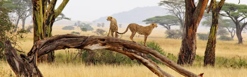 7 Days The Great Serengeti Migration (May - July)