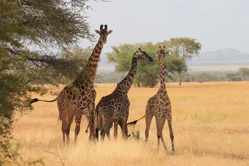 4Days_3 Nights_Luxury_Tarangire_ Serengeti_Ngorongoro and Manyara