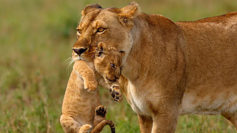 3-Days Tarangire & Ngorongoro Safari