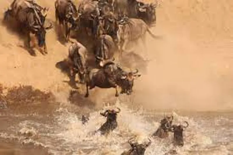 8 Days Tarangire, Serengeti and Ngorongoro Crater