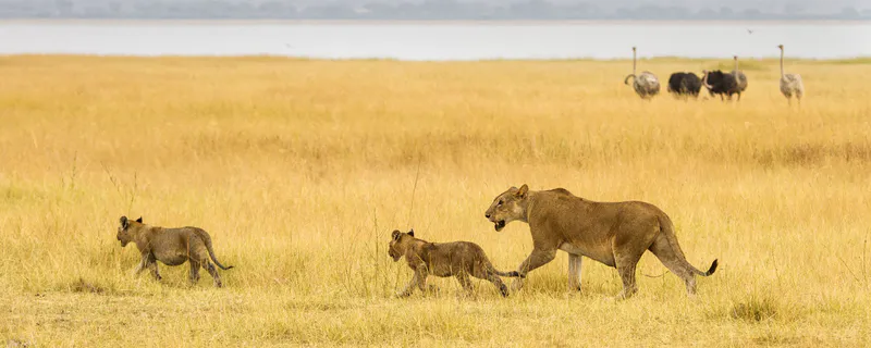5-Day Supper Wildlife Safari in Tanzania Safari