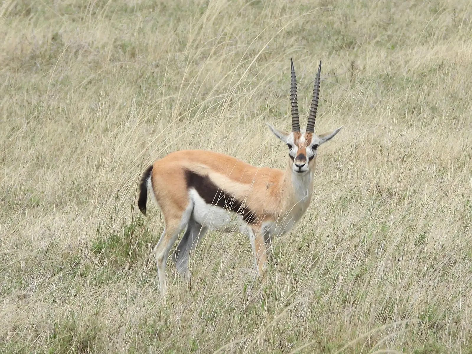 2DAYS EXPLORE THE NGORONGORO CRATER AND TARANGIRE NATIONAL PARK